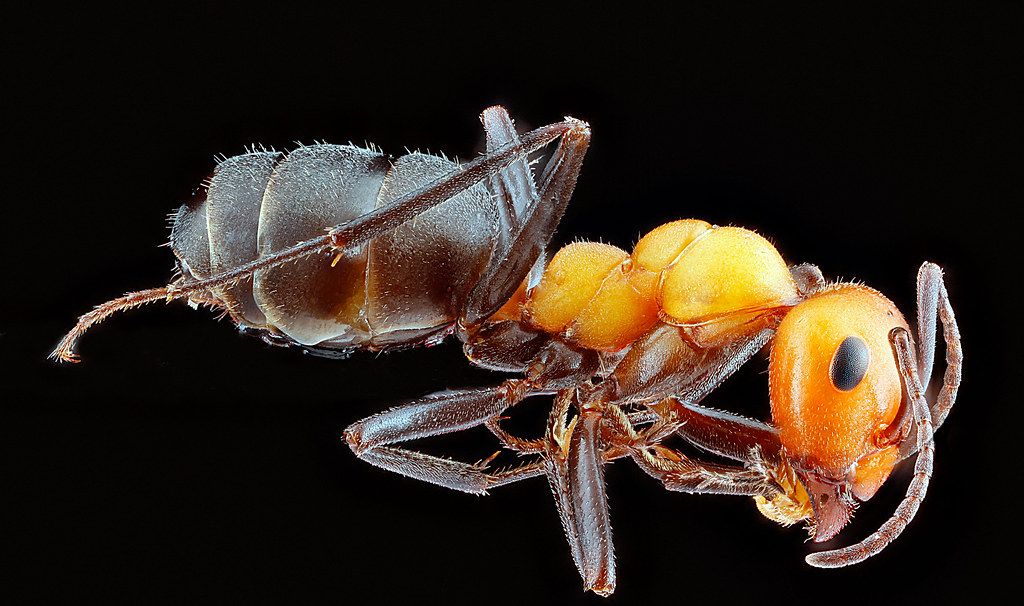 Ant Control service in Edmond, OK