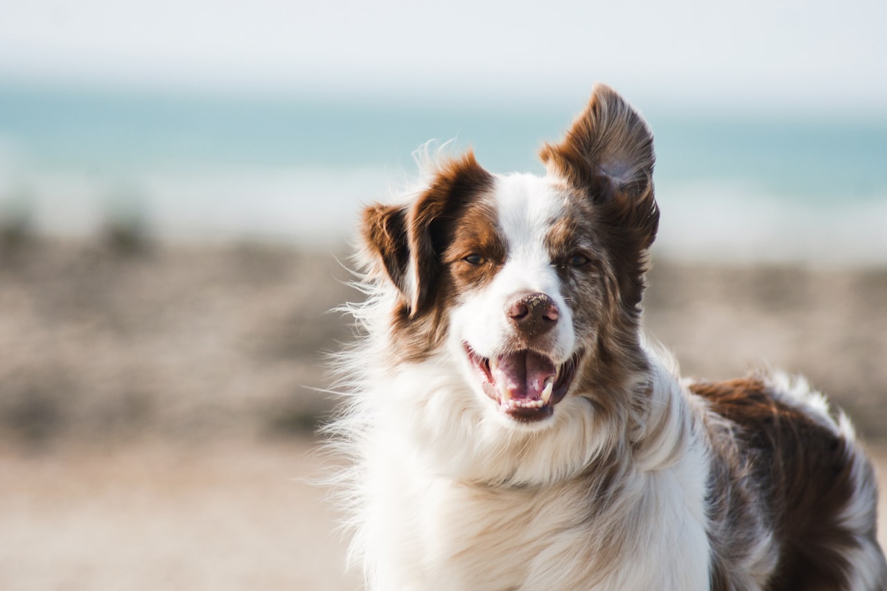 Flea & Tick Control service in Edmond, OK