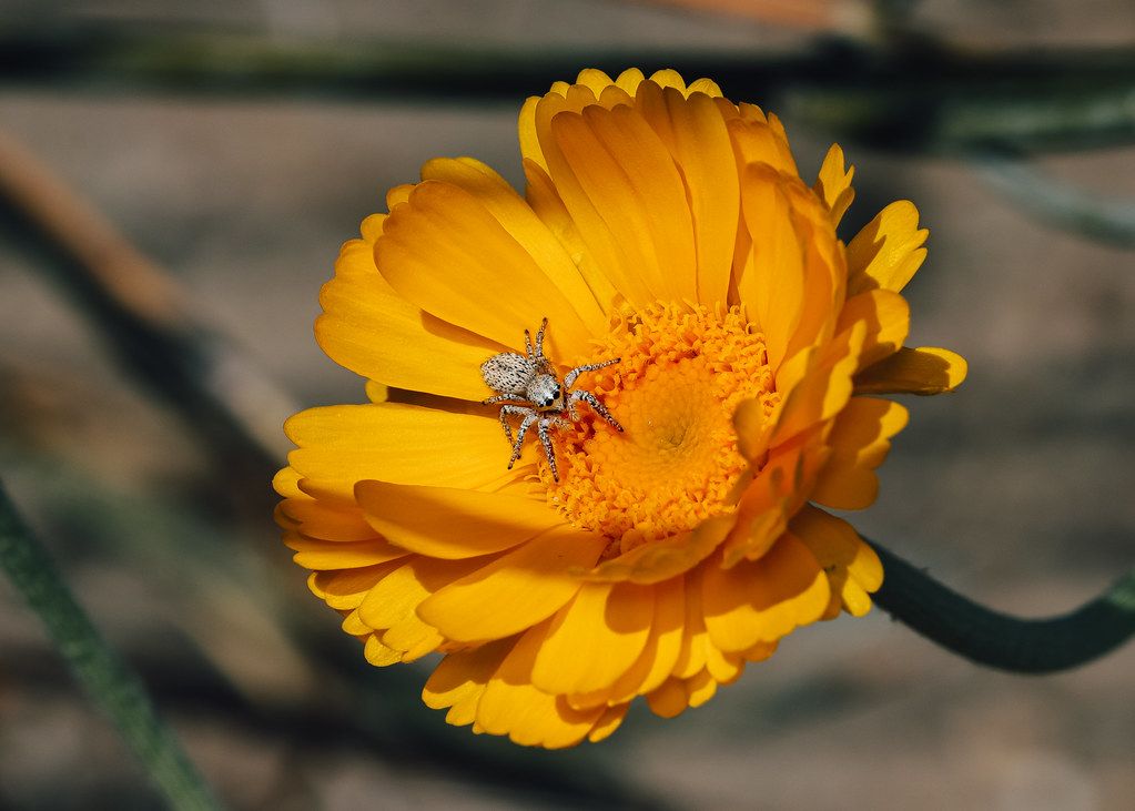 Spider Control service in Edmond, OK